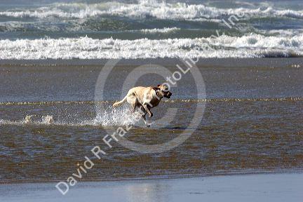 Dog playing in the surf along the beach at Newport, Oregon.