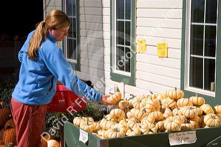 A woman shops for pumpkins at a farmers market in Canyon County, Idaho. MR