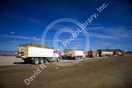 Sugar beet harvest and collection point in Mountain Home, Idaho.