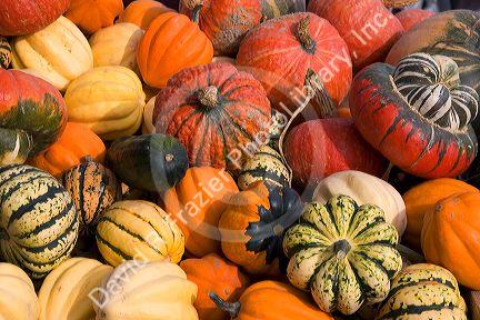 A variety of harvested gourds at a farmers market in Fruitland, Idaho.