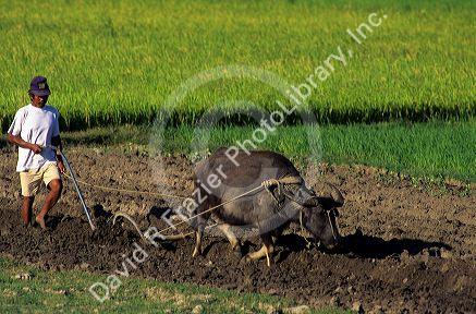 A farmer plowing a rice field with a water buffalo in the Philippines.
