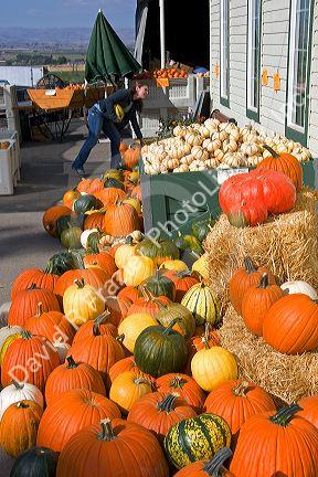 A variety of pumpkins at a farmers market in Canyon County, Idaho.