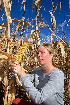 A female farmer looks at feed corn in Canyon County, Idaho. MR