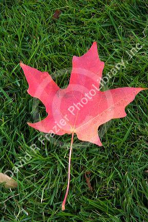 A maple leaf showing fall color on green grass in Idaho.