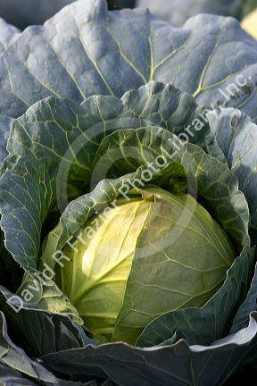 Cabbage growing on a farm in Fruitland, Idaho.