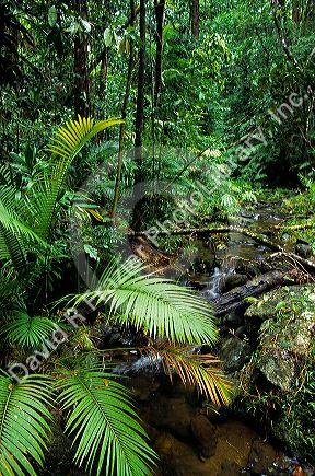 Daintree rainforest in North Queensland, Australia.