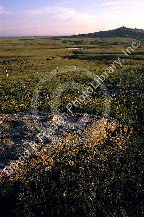 Prairie grass in South Dakota.