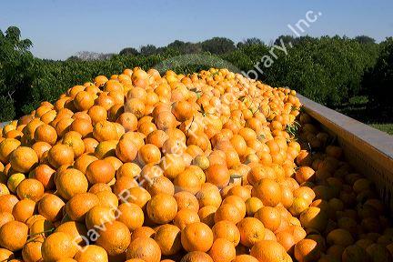Newly harvested oranges in the back of a truck south of Tavares, Florida.