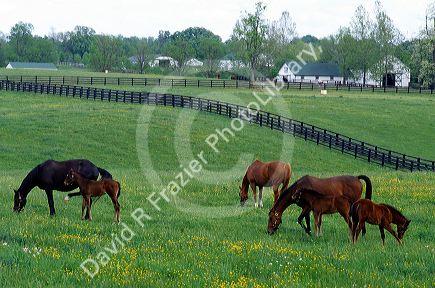 Horse graze in a pasture near Lexington, Kentucky.