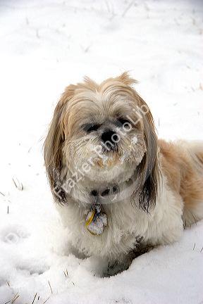 A dog playing in the snow.