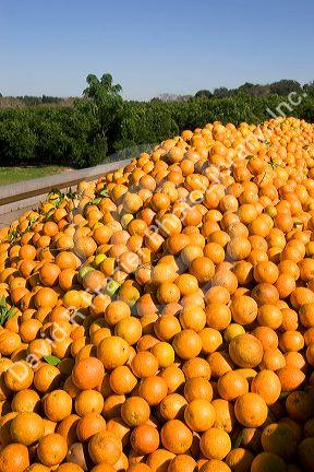 Newly harvested oranges in the back of a truck south of Tavares, Florida.