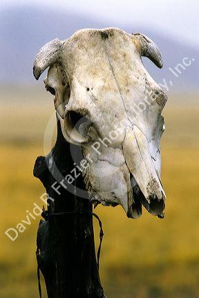 Cow skull hanging on a fence post.