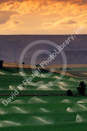 Sprinkler irrigation on an alfalfa field near Glenns Ferry, Idaho.