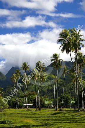 Coconut palm trees and misty mountains on the island of Tahiti.