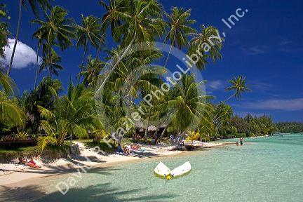Beach scene with lagoon and palm trees on the island of Moorea at Hotel Tipaniers.