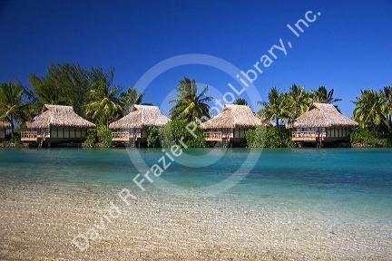 Grass hut bungalows at the Intercontinental Hotel on the island of Moorea.