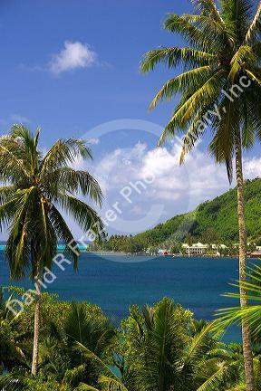 Lagoon and palm trees at Cook's Bay on the island of Moorea.