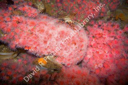 Colorful coral display with sea creatures at the Monterey Bay Aquarium in Monterey, California.