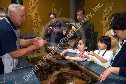 Docent at the touching pool showing children and visitors sea creatures in the Monterey Bay Aquarium in Monterey, California.