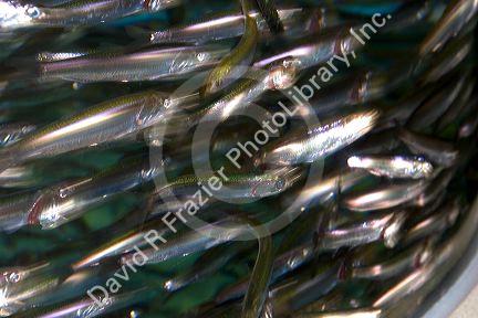 Anchovies on display at the Monterey Bay Aquarium in Monterey, California.