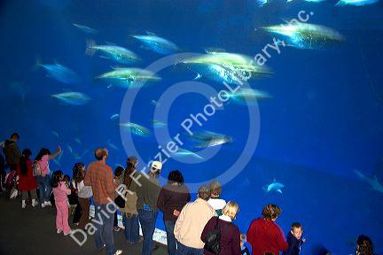 Tuna display at the Monterey Bay Aquarium in Monterey, California.