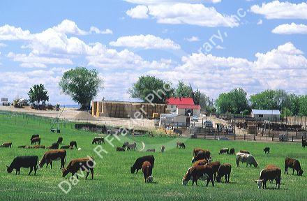 Cattle grazing on a farm in Idaho.