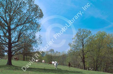 Pasture scene with white and brown cattle in Northwest Arkansas.