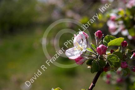 Spring apple blossoms in Idaho.