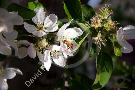 Honey bee on apple blossoms in Idaho.