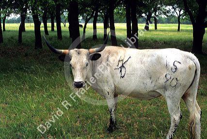 Texas longhorn cattle with brands.