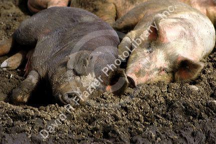 Pigs laying in the mud.