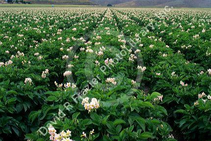 Crop of potato plants in bloom, Idaho.