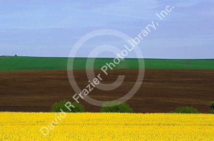 Wheat and rapeseed/canola crops in Grangeville, Idaho.