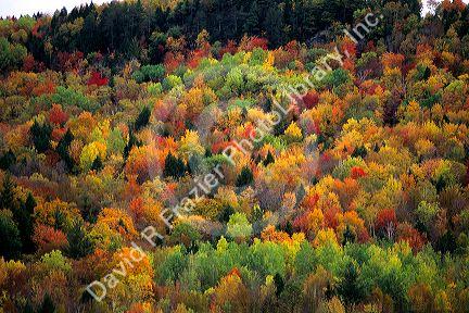 Colorful fall foliage in Vermont.