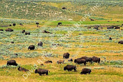 Buffalo graze in Yellowstone National Park, Wyoming.