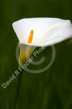 A white calla lily in Monterey, California.