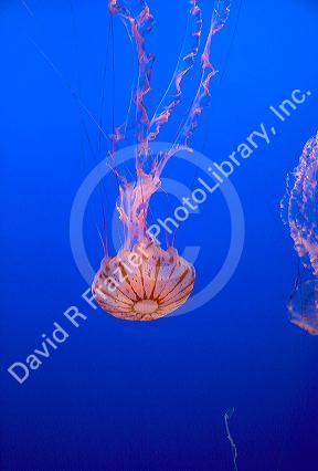 Jellyfish display at the Monterey Bay Aquarium in Monterey, California.
