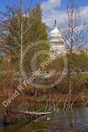 Beaver pond at the National Museum of the American Indian with the United States Capitol Building in the background in Washington, D.C.