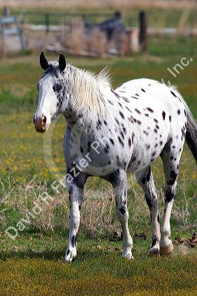Appaloosa horse in Idaho.