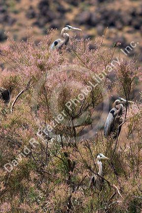 Great blue heron in Idaho.