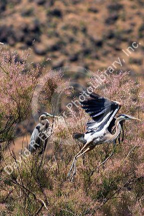 Great blue heron in Idaho.