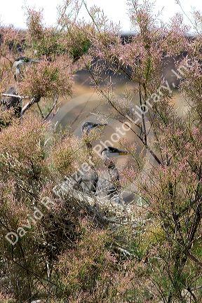 Great blue heron young in a nest along the Snake River in Idaho.