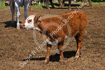 Spring calf at a cattle round up near Emmett, Idaho.