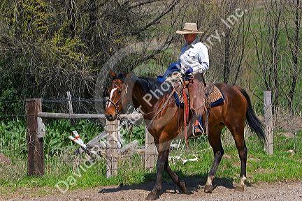 Cowboy on horseback at a cattle round up near Emmett, Idaho.