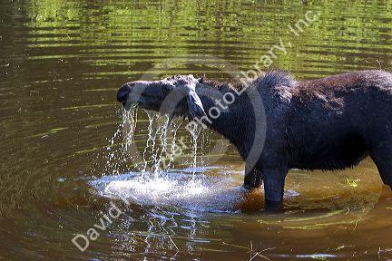 A moose eating vegetation in the Payette River in Valley County, Idaho.