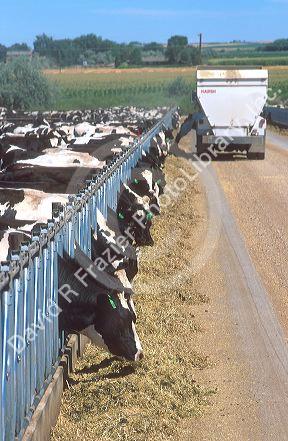 Dairy cows eating at a feedlot in Idaho.