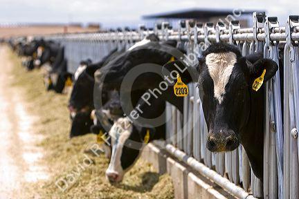Dairy cows at a feedlot in Grandview, Idaho.