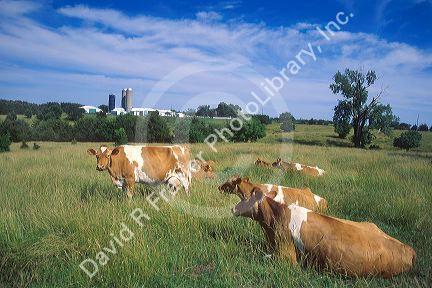 Dairy cows grazing in eastern Missouri.