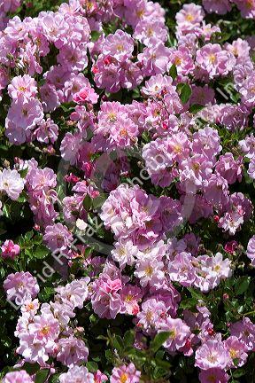 Pink roses in bloom.