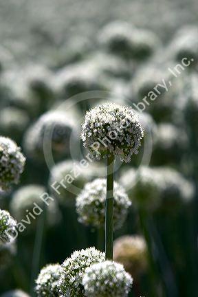 A crop of onions with seed heads in Canyon County, Idaho.